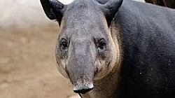 Luxury hotels San Ignacio Belize feature San Ignacio Belize hotels and the best luxury hotels San Ignacio Belize.