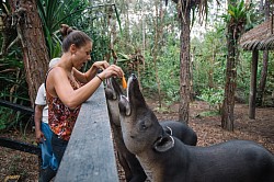 Luxury hotels San Ignacio Belize feature San Ignacio Belize hotels and the best luxury hotels San Ignacio Belize.