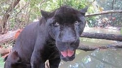 Belize Rainforest Animals