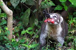 Belize Rainforest Animals