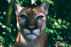 Belize Rainforest Animals
