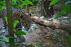 Belize Rainforest Animals