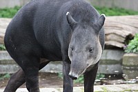 Belize Rainforest Animals